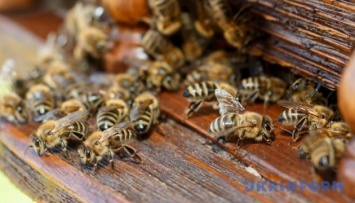 Аграрии Черниговщины через Facebook активно предупреждают пчеловодов о химобработке полей