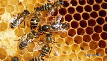 В Украине разработали систему защиты пасек от болезней и отравлений пчел