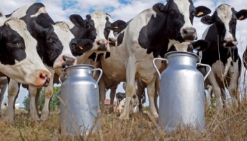 Цены на молочное сырье продолжают снижаться - эксперты