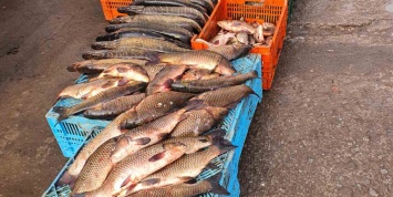 На рынке в Мелитополе продавали рыбу неизвестного происхождения - фото