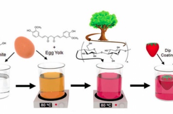 Создан съедобный биокомпозит для продления срока годности фруктов и ягод