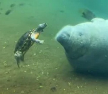 Сеть насмешила удивительная история дружбы черепахи и ламантина