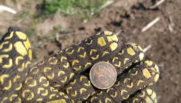 Искатели сокровищ нашли столетнюю монету под Мелитополем