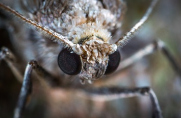 Крымские ученые предупредили об опасности лета лугового мотылька