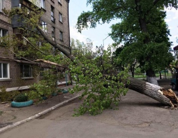 В Мариуполе штормовой ветер валил 12-метровые деревья на дома и тротуары, - ФОТО