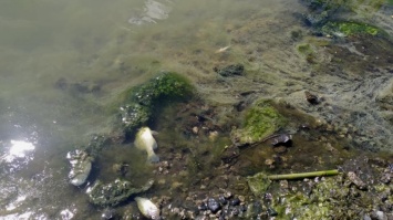 В окрестностях Кривого Рога на реке Саксагань рыбаки зафиксировали сброс сточных вод