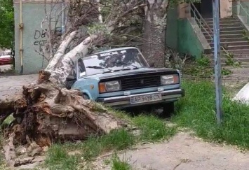 В Запорожье во дворе жилого дома старый тополь упал на автомобиль