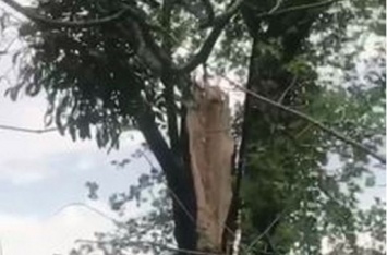 В Харькове дерево рухнуло на прохожих. ВИДЕО