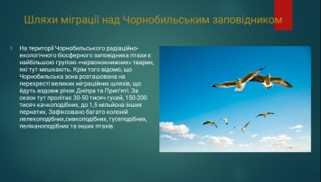 В Чернобыльском заповеднике рассказали, сколько видов птиц живут в зоне отчуждения АЭС