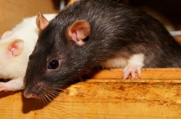 Подборка занимательных фактов о крысах