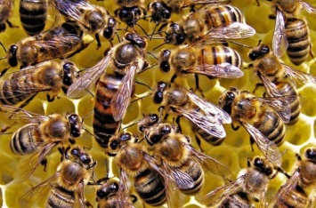 На Тернопольщине мужчину до смерти закусали пчелы
