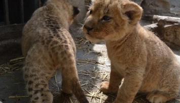 Во время карантина в Васильевском зоопарке родились львята