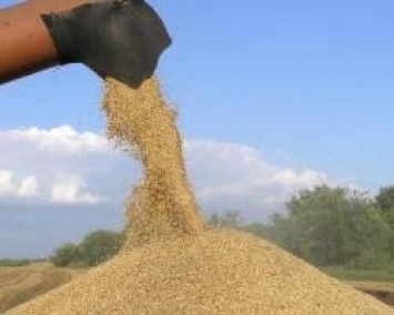 Сбор зерновых в Украине снизится на 7-10 млн тонн