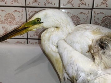 «Предстоит ампутация»: в Днепре спасают подстреленную птицу