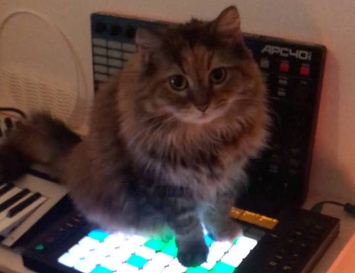 Находка: кошка посидела на MIDI-контроллере и записала эмбиент-альбом (АУДИО)