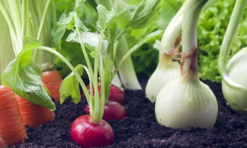 Садоводы на карантине: Как и что можно выращивать дома на подоконнике