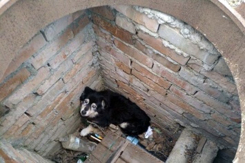«Нашли в колодце»: спасатели освободили щенка из ловушки