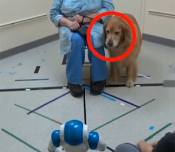 Видеофакт: Что сделает собака, если робот скомандует ей «сидеть»