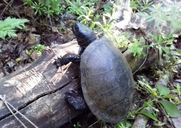 На Хортице заметили большую болотную черепаху - фото