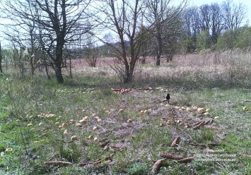 В Чернобыльском заповеднике фотоловушка поймала енотовидных собак, воровавших яблоки