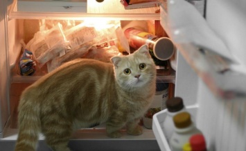Пойман с поличным: Сеть смеется над котом, застуканным за кражей из холодильника. Фото