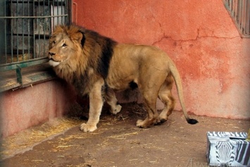 Одесский зоопарк собирается приобретать молодого льва