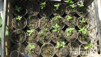 Житель Чутовского района выращивал в теплице коноплю