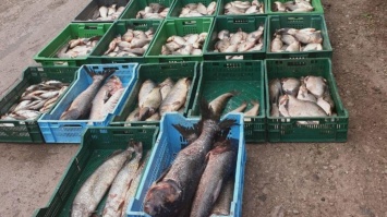 Полицейские Кривого Рога изъяли у торговцев стихийного рынка около тонны рыбы