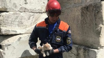 Крымские спасатели помогли попавшей в беду собаке