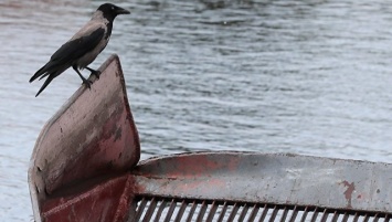 Запорожские водители устроили автомойку в реке (ВИДЕО)