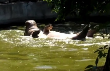 Рикки-пловчиха: Николаевский зоопарк показал, как развлекается в воде бегемотиха (ВИДЕО)