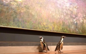 Пингвины в музее: "почетная делегация" посетила экскурсию (видео)