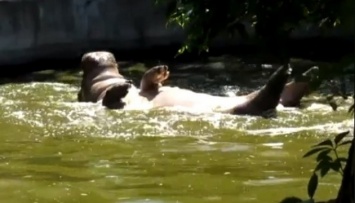 В Николаевском зоопарке живет бегемотиха, которая плавает и спит на спине