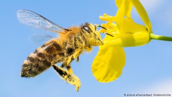 Почему вымирают пчелы? (фото)