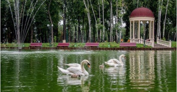 На озеро в Харьковском парке Горького вернулись лебеди
