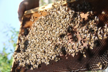 Над Мелитопольщиной летают миллионы пчел (ФОТО, ВИДЕО)