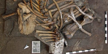 Археологи откопали скелет слона возрастом 300 тысяч лет