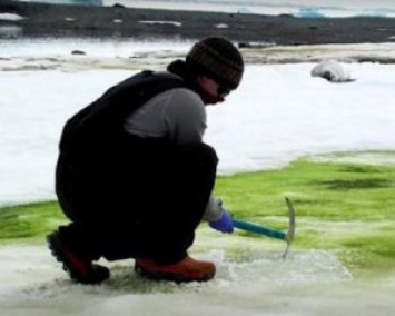 Антарктида позеленела - назвали причину
