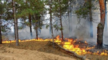 На борьбу с пожарами Ялтинскому заповеднику не хватает 100 миллионов