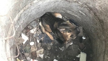 В Днепре на Тополе-1 собака упала в люк: понадобилась помощь спасателей