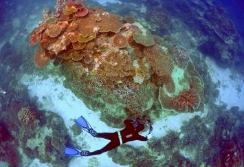 Коралловые рифы "придумали" уникальный способ защиты от палящего солнца