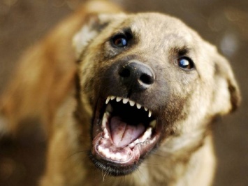 В Мариуполе бродячая собака истерзала мужчине руку