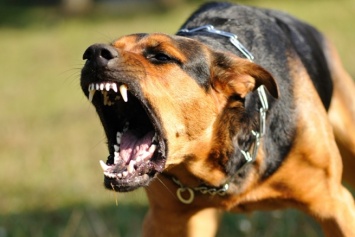 В Днепре на людей нападают агрессивные собаки