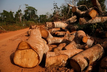 Темпы уничтожения тропических лесов выросли более чем вдвое - WWF