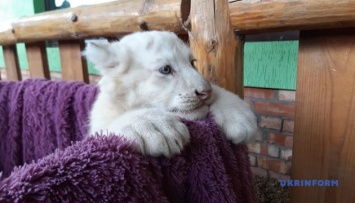 В Бердянском зоопарке белым тигрятам сделали первую прививку
