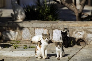 Японские ученые заявили, что коты могут заражаться коронавирусом друг от друга