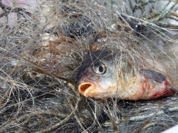 Запорожский рыбоохранный патруль обнаружил больше километра браконьерских сетей с рыбой (ФОТО, ВИДЕО)