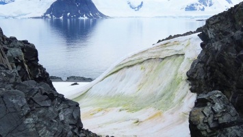 Водоросли могут ухудшить экологию в Антарктике