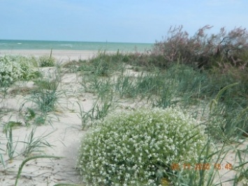 В сети показали красоту цветущего берега Азовского моря (фото)