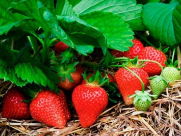 Как необычно можно приготовить известную летнюю ягоду (фото)